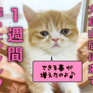 【 フォールデックス 】仲間入りして1週間!リラックスして過ごすフォールちゃん!