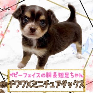 【 MIX 】待望の大人気MIXチワックスちゃんが仲間入り!