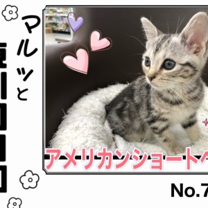 【 マルっと東川口日和No.79 】躍動感溢れる姿に注目のアメショちゃん