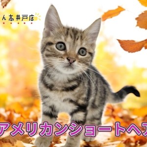 【 アメリカンショートヘア 】絶世の美女!?最強クレオパトララインを持つ猫