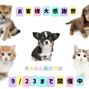【 お知らせ 】9/23までのお得な限定イベント!お客様大感謝祭開催中!