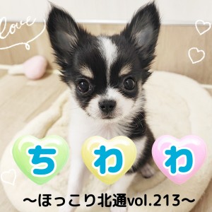【 ほっこり北通vol.213 】賢くて人が大好きな甘えん坊チワワくん!