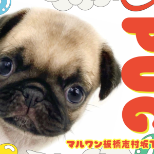 【 パグ 】黄金バランスのベビーフェイスパグがマルワン板橋志村坂下店に登場!