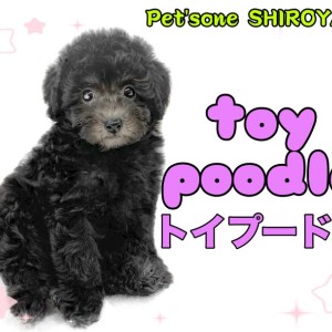 【 トイプードル 】外見も性格も理想的!シルバーカラーのトイプーちゃん