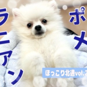 【 ほっこり北通vol.214 】毎日が大冒険!生後4ヶ月のポメラニアンくん