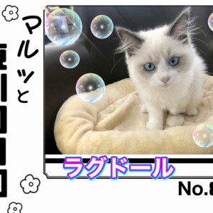 【 マルっと東川口日和No.83 】超美猫ラグちゃん!華麗な猫じゃらしの舞