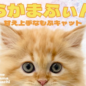 【 ラガマフィン 】癒し系な美形ラガちゃんが横浜元町店に登場です!