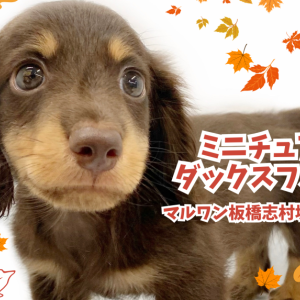 【 ミニチュアダックスフント 】人気カラーのチョコタンダックスが志村坂下店に登場