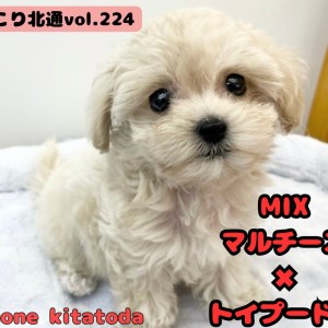 【 ほっこり北通vol.224 】クリームカラーのお姫様が埼玉県に登場!
