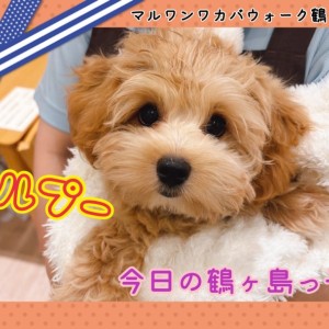 【 今日の鶴ヶ島っ子  】 癒し系マルプーちゃんのご紹介!