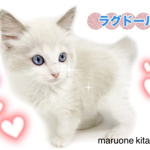 【 ラグドール 】まるでぬいぐるみ猫!甘えん坊すぎてゴロゴロが止まらない!