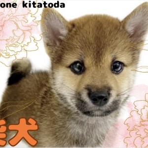【 柴犬 】和犬代表!小熊ちゃんフェイスが魅力満点な柴犬の男の子入店!!