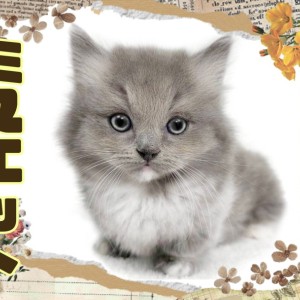 【 ミヌエット 】トップクラスの超短足!小さめサイズのぬいぐるみにゃんこ!