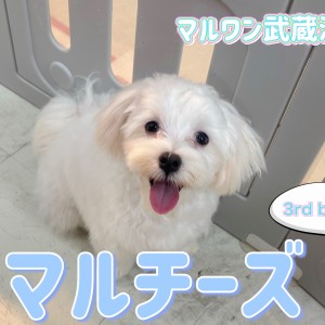 【 マルチーズ 】生後6ヶ月で2.0kg!涙やけのない小柄な男の子!