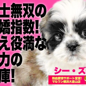 【 シーズー 】個性的なカラーリング!!永遠のバブ顔の癒やシーズーが仲間入り!