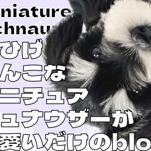 【 ミニチュアシュナウザー 】おひげのわんこなシュナちゃんが可愛いだけのBLOG