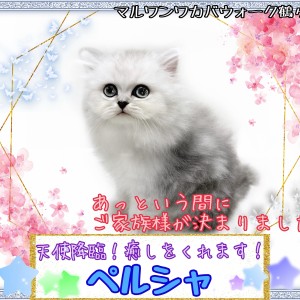 【 ペルシャ 】美の化身!一目見ただけで癒される猫の王子様