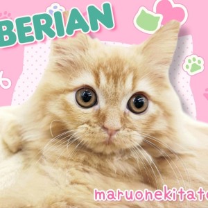 【 サイベリアン 】太陽のような存在感!元気いっぱい甘えん坊な男の子