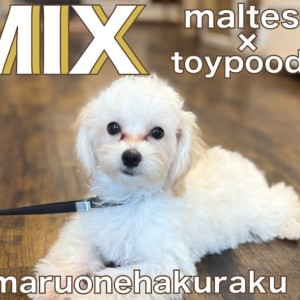 【 MIX 】落ち着きのある甘えん坊!抜け毛少なめマルプーちゃんの成長記録