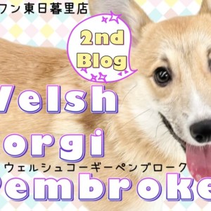 【 コーギー 】チャームポイントは矢印模様!人大好きコギたんの日常をチラ見せ!