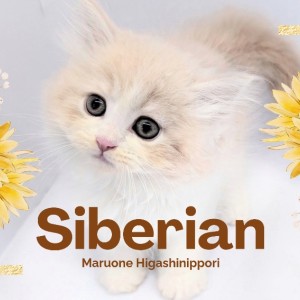 【 サイベリアン 】淡く上品なクリームカラー!困り顔ベビーフェイス男子