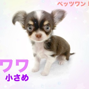 【 チワワ 】落ち着きのある性格の持ち主!手乗りサイズのチワワちゃん