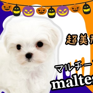 【 マルチーズ 】真夏生まれの純白プリンセス!ふわもこ美人さん降臨!