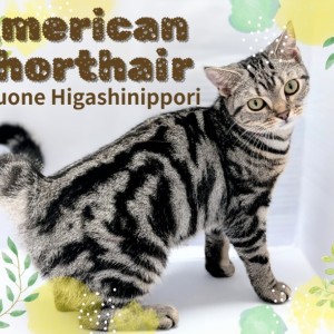【 アメリカンショートヘア 】少し大人になった甘えん坊!アメショガール