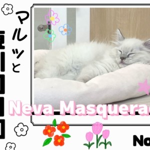 【 マルっと東川口日和No.91 】噂のスターキャット!その名もネヴァマスカレード