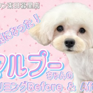 【 マルチーズ×トイプードル 】カットでビフォーアフター!MIXの毛質にも注目!