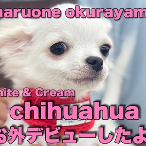 【 チワワ 】お外デビューしたよ!初日から尻尾フリフリ元気いっぱい!