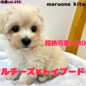【 ほっこり北通vol.235 】最上級に可愛いMIXマルプーちゃん戸田市に登場