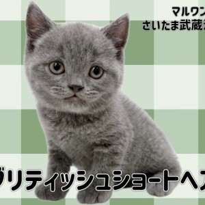 【 ブリティッシュショートヘア 】黄金比の丸顔が可愛い男の子が埼玉に登場