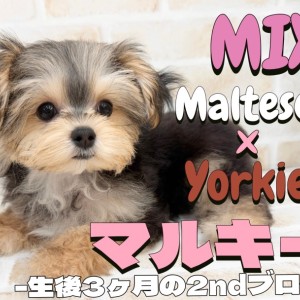 【 MIX 】賢く可愛く穏やか!マルチーズとヨーキーのMIX犬の2ndブログ!