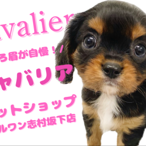 【 キャバリア 】気品と愛嬌の黄金バランス!ブラック&タンのキャバリアが登場!