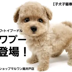 【 チワプー 】チワワの童顔&トイプードルのぬいぐるみボディMIXを考察してみた