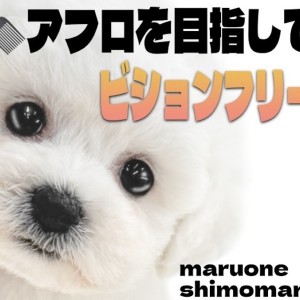 【 ビションフリーゼ 】生粋の愛されキャラ!癒しと笑顔を届ける魅力満天な女の子!