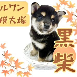 【 柴犬 】将来も楽しみな美しき和柴美人!生後2ヶ月の小熊系の黒柴登場!