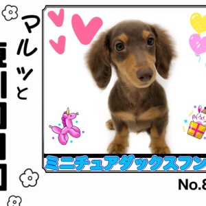 【 マルっと東川口日和No.88 】ずっと一緒に居たい愛嬌満点ダッちゃん!