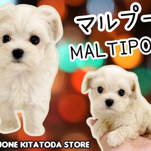 【 MIX犬 】淡めクリームカラーが美しいマルプー女の子登場!室内飼いに最適!
