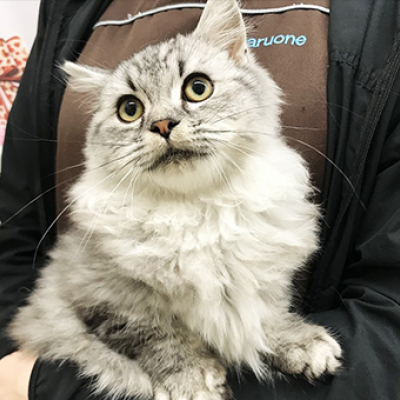 マンチカン