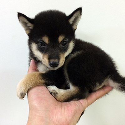 柴犬
