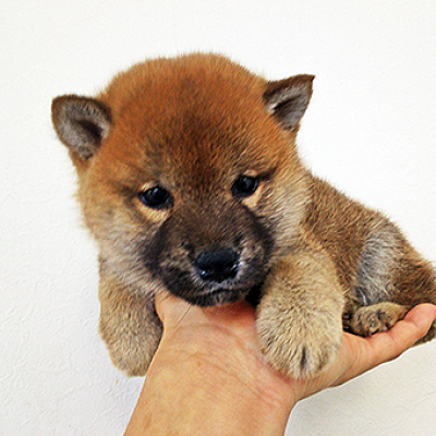 柴犬