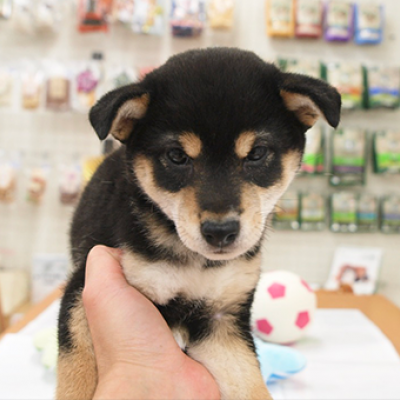 柴犬