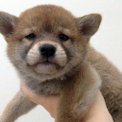柴犬