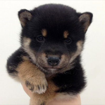 柴犬