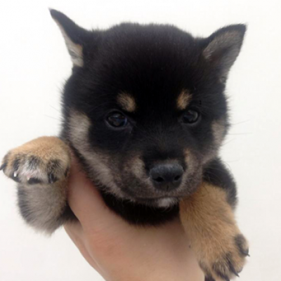 柴犬