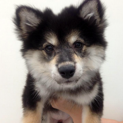 柴犬