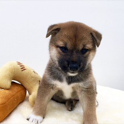 柴犬