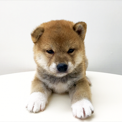 柴犬
